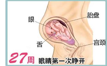 【懷孕27周】懷孕27周癥狀_懷孕27周胎兒變化_媽媽狀態_懷孕27周注意事項 【懷孕27周】懷孕27周癥狀_懷孕27周胎兒變化_媽媽狀態_懷孕27周注意事項