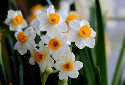 水仙花的正確養(yǎng)護(hù)方法 養(yǎng)水仙花的注意事項