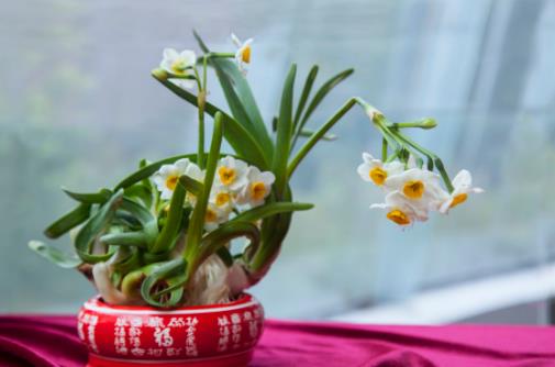 水仙花的正確養(yǎng)護(hù)方法 養(yǎng)水仙花的注意事項