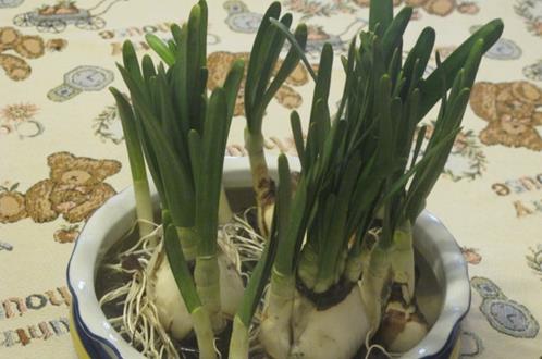 水仙花的正確養(yǎng)護(hù)方法 養(yǎng)水仙花的注意事項