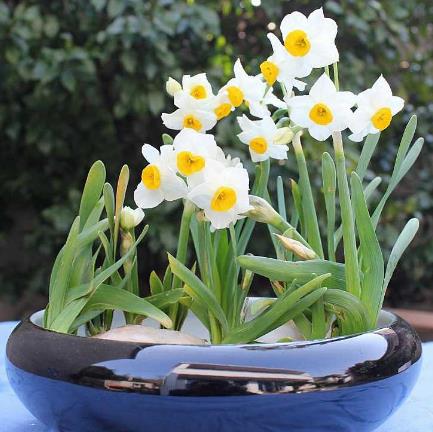 水仙花的正確養(yǎng)護(hù)方法 養(yǎng)水仙花的注意事項