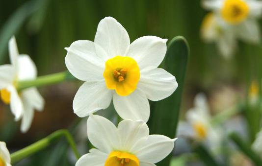 水仙花有毒嗎 水仙花能放在臥室內嗎