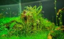 水草是什么？水草的種類(lèi)和特征