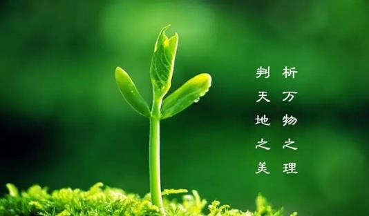植樹節是幾月幾日？植樹節的由來和意義