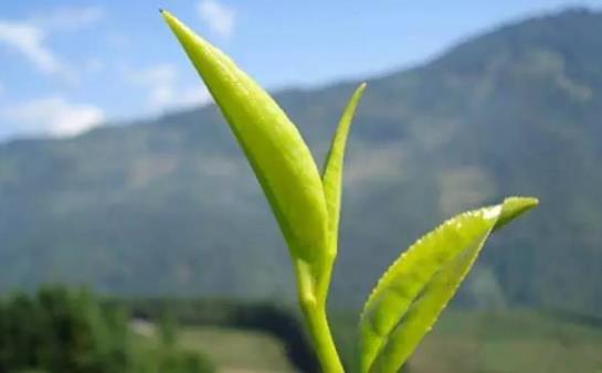 茶中佳品明前茶的獨特優點 喝明前茶的注意事項