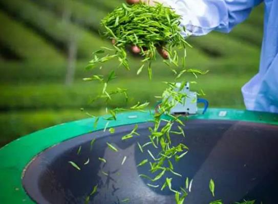 茶中佳品明前茶的獨特優點 喝明前茶的注意事項
