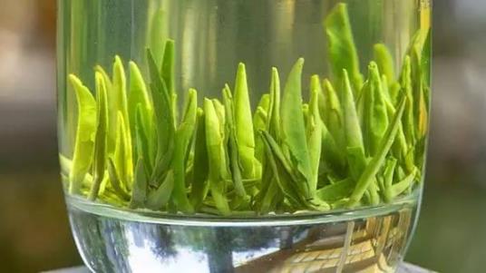 茶中佳品明前茶的獨特優點 喝明前茶的注意事項