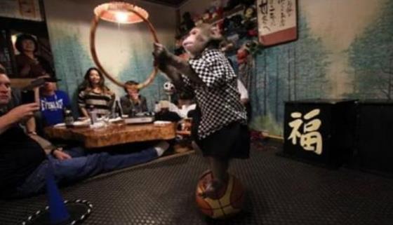 日本最火爆的餐廳之一 猴子當服務生，報酬只要香蕉