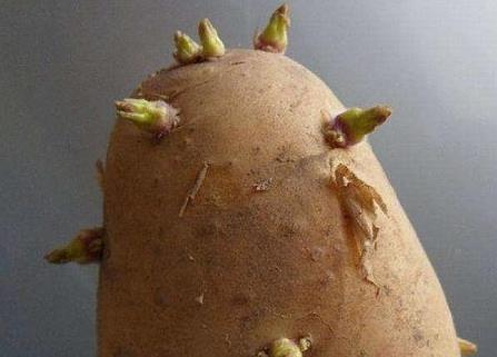 土豆長芽后真的有毒 謹防土豆變青發芽后龍葵素中毒