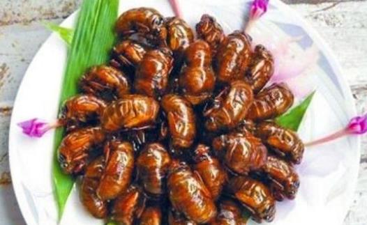 享用美味金蟬的同時 避免破壞生態環境的建議
