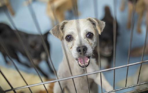 認識狂犬病，多一份認知就少點恐慌。