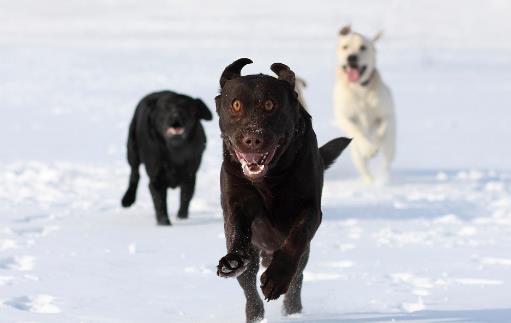 認識狂犬病，多一份認知就少點恐慌。