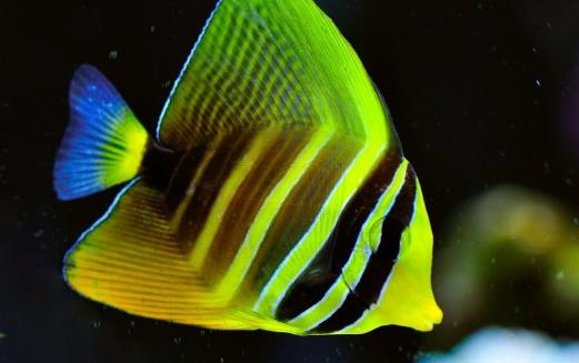 不同的觀賞魚有不同的意義 觀賞魚飼養方法