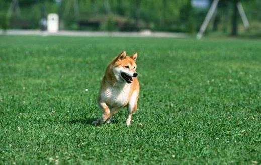 與狗狗互動交流感情的技巧 互動訓練因犬制宜