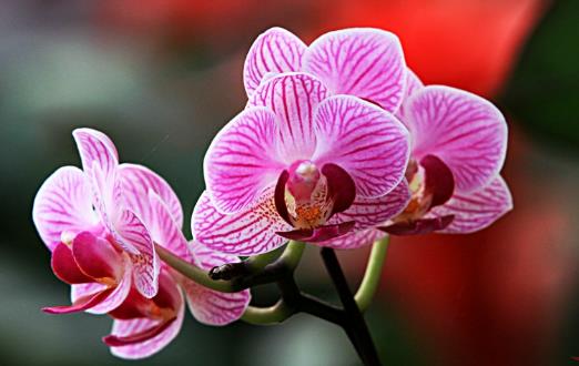 畏寒花卉春季出室的經驗 掌握花卉的生長規(guī)律是關鍵