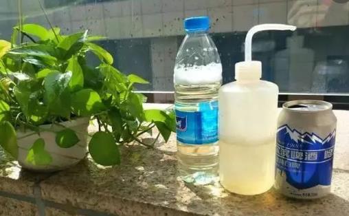 養花小技巧 啤酒擦拭葉片會更加翠綠并富有光澤