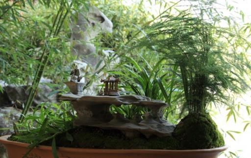 家庭養花：適合家庭養的耐陰植物總有一款適合你