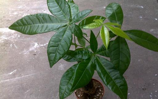 室內觀葉植物種類多差異大 觀葉植物的常見問題診治