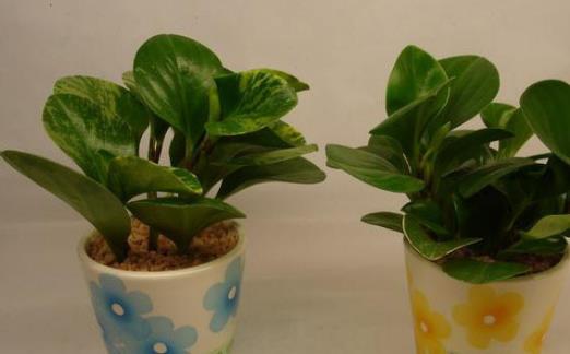 室內觀葉植物種類多差異大 觀葉植物的常見問題診治