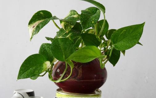 室內觀葉植物種類多差異大 觀葉植物的常見問題診治