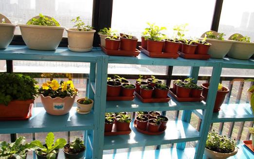 城市家庭陽臺養花 給花提供一個適合生長的環境