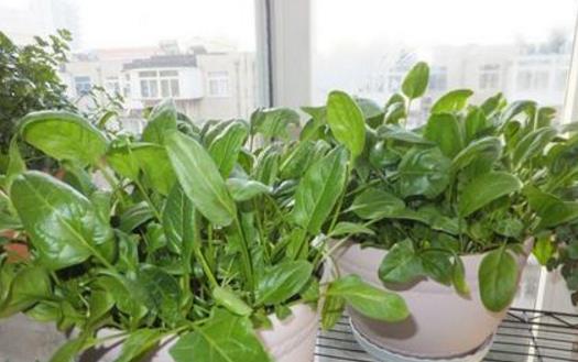 城市家庭陽臺養花 給花提供一個適合生長的環境