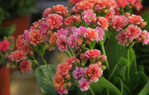 在家想養(yǎng)花就選這3種 開花長(zhǎng)達(dá)100天