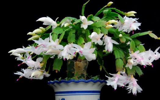 在家想養(yǎng)花就選這3種 開花長(zhǎng)達(dá)100天