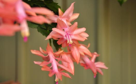 在家想養(yǎng)花就選這3種 開花長(zhǎng)達(dá)100天