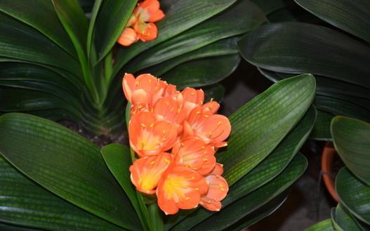 在家想養(yǎng)花就選這3種 開花長(zhǎng)達(dá)100天