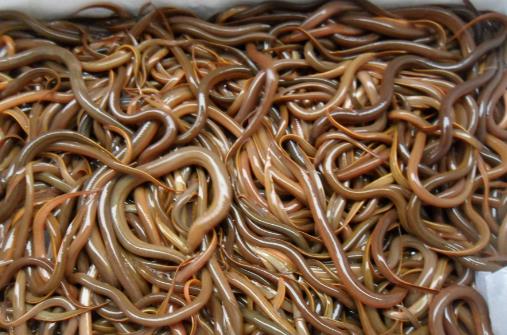 吃泥鰍到底用不用去內臟？有哪些功