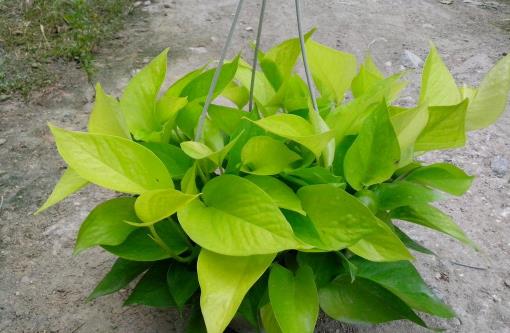 哪種花最好養？6種花，耐干旱、好養活，開花還美艷
