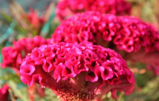 哪種花最好養？6種花，耐干旱、好養活，開花還美艷