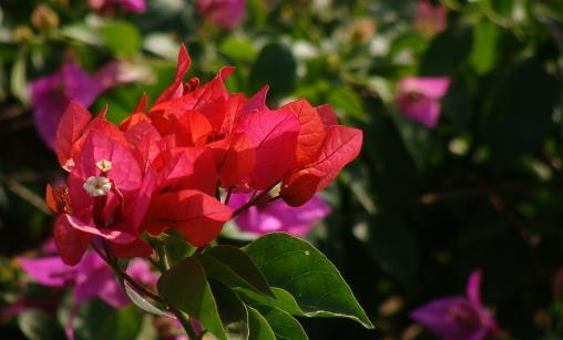 哪種花最好養？6種花，耐干旱、好養活，開花還美艷
