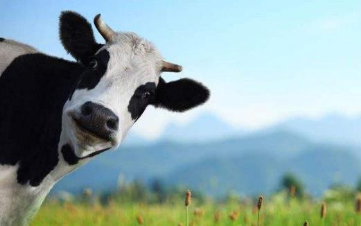 素食動物恐怖吃肉記 素食動物本質太弱而吃不肉
