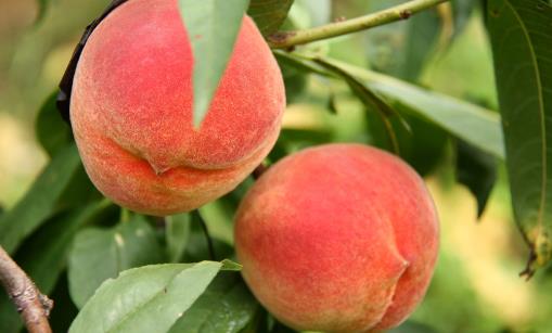 “果中皇后”營(yíng)養(yǎng)又美味，還能降壓抗疲勞