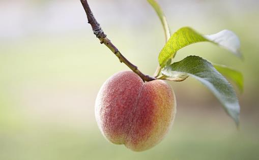 “果中皇后”營(yíng)養(yǎng)又美味，還能降壓抗疲勞