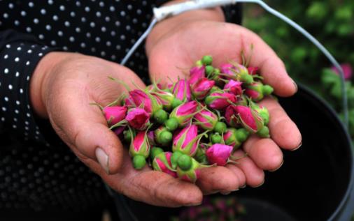 玫瑰花茶的功效與作用 想要美容養顏可多喝它