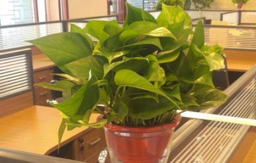 白領上班可養生的八個方法 上班族一天三餐的養生學 