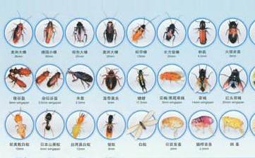 【害蟲】常見的害蟲有哪些_什么是害蟲_消滅害蟲_病蟲害防治 【害蟲】常見的害蟲有哪些_什么是害蟲_消滅害蟲_病蟲害防治