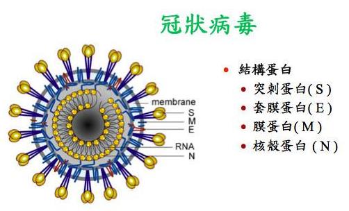 24問(wèn)新型冠狀病毒肺炎乙類傳染病 事實(shí)到勘謬最全知識(shí)點(diǎn)