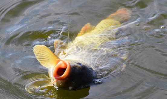 野外釣魚防風小竅門 春季釣魚有訣竅