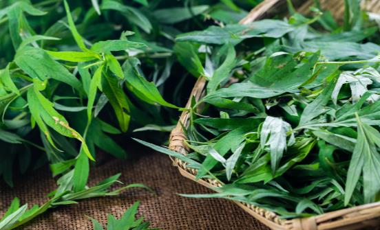 看艾葉灰的神奇功效 正確使用有消炎、殺菌的作用