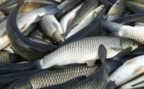 ?食用草魚對腫瘤有防治作用 推薦草魚的烹飪方法