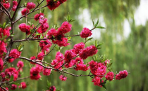 ?足太醫(yī)丨春日好時光，養(yǎng)生正當(dāng)時