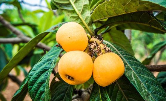 枇杷果是營養保健的養生水果 枇杷治咳嗽食療方推薦