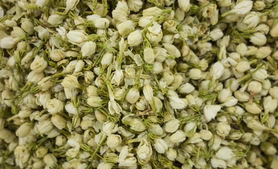茉莉花能改善生活中的身體不適 關于茉莉花的藥用功效