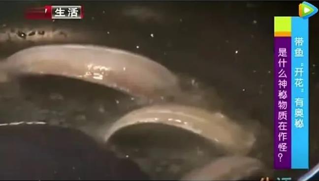 甲醛浸泡過的帶魚一碰熱油就扭曲、炸裂“開花”，千萬別買別吃