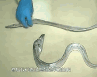 甲醛浸泡過的帶魚一碰熱油就扭曲、炸裂“開花”，千萬別買別吃