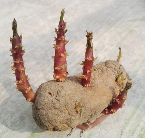 土豆發芽了還能吃嗎？剛發芽的土豆可以吃嗎